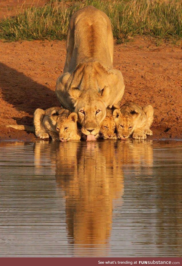 A lion and her cubs at the watering hole