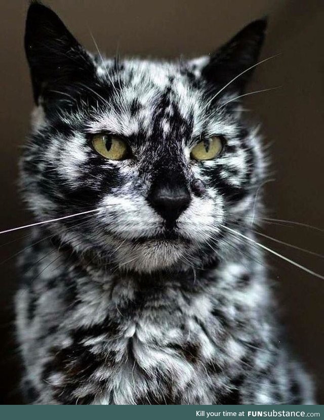 Scrappy, a cat with vitiligo