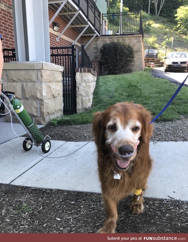 His name is Argos and he doesn’t let heart disease stop him from living his best life!