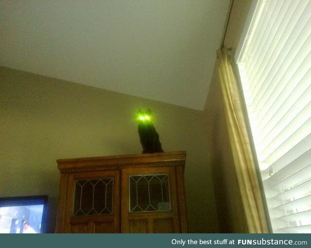 This cat with glowing eyes