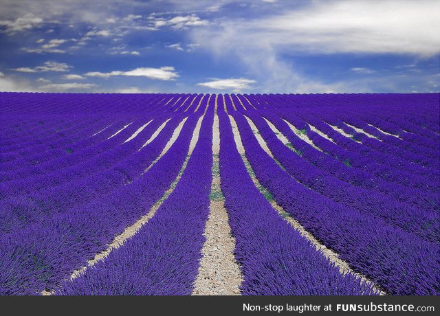 Fields of lavender in France