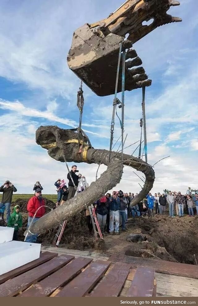A team from University of Michigan recovers a Woolly Mammoth skull in a farmers field in