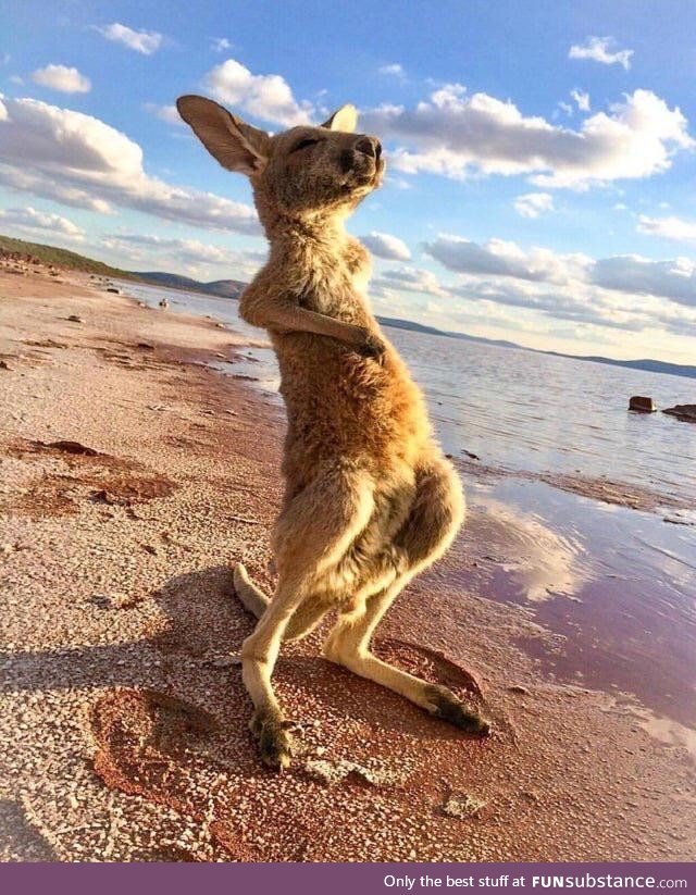 A baby kangaroo taking in some sun