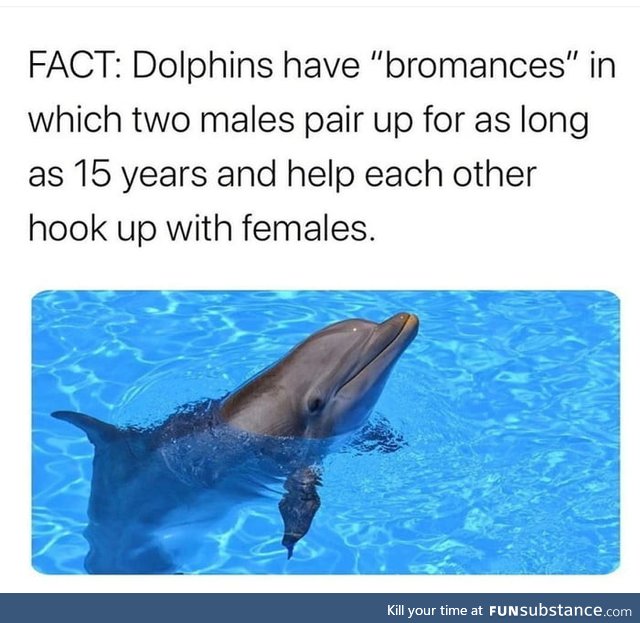 Need a Dolphin Bro
