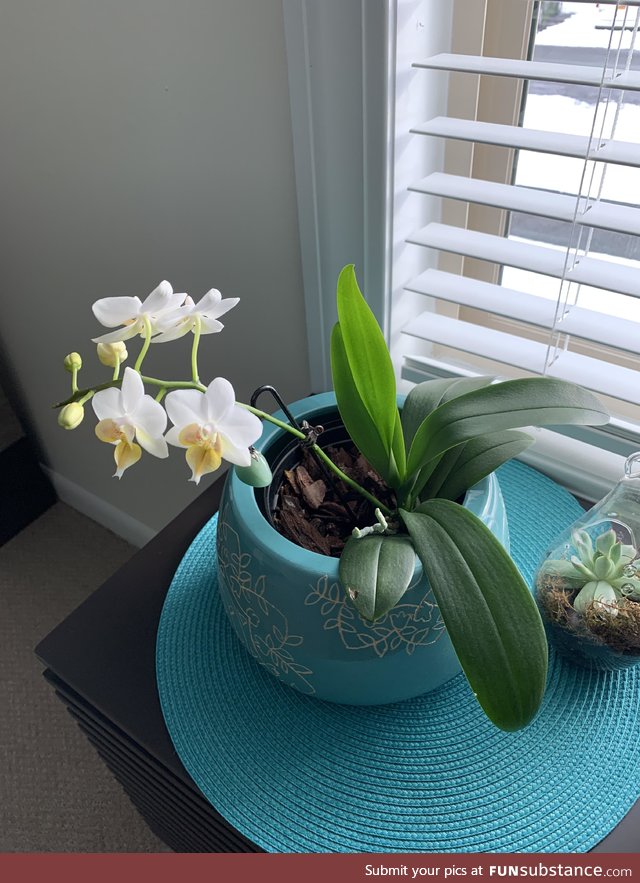 Girlfriend sucks at getting orchids to bloom, she always kills them. This is her first