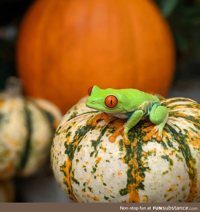 Froggo Fun #301/Spooktober 2020 - Time to Carve Some Frog-o'-Lanterns