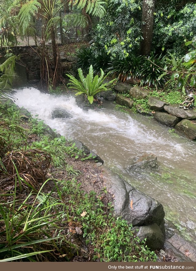 The creek in my Australian backyard is finally running for the first time in months