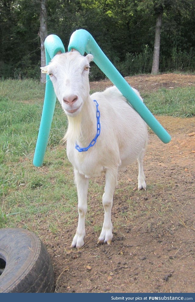 Goats that won’t stop head-butting get pool noodled