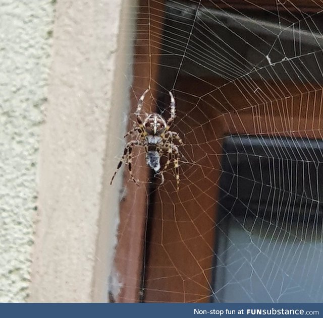 A picture of the spider that hangs in front of my house