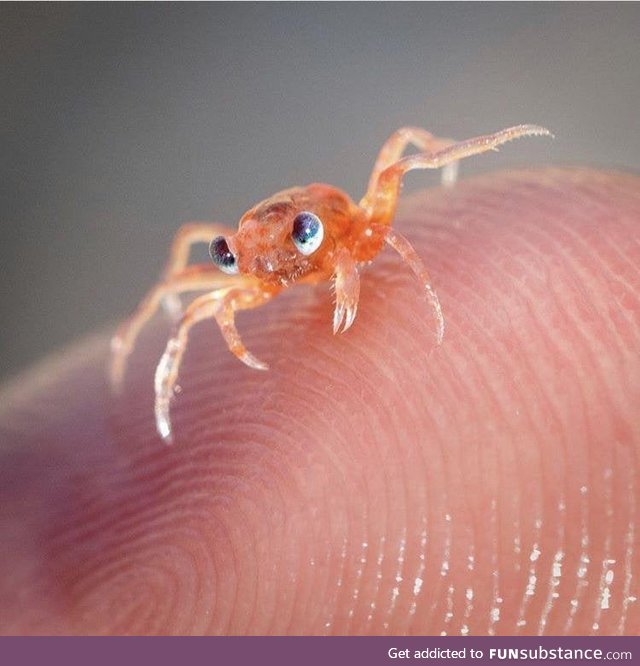 Baby crabs are pretty cutesie
