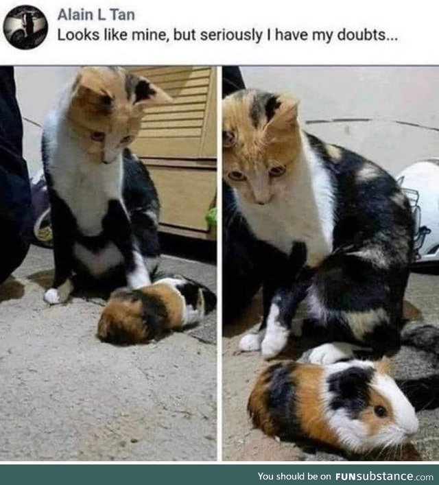 Doubtful kitty