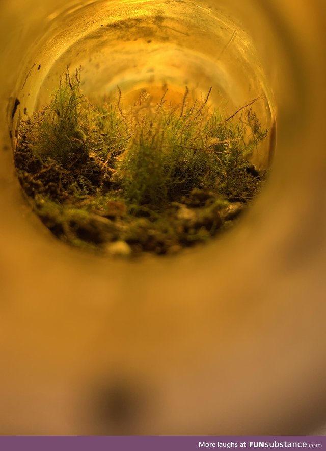 Whole other world I found in a beer bottle laying in the woods