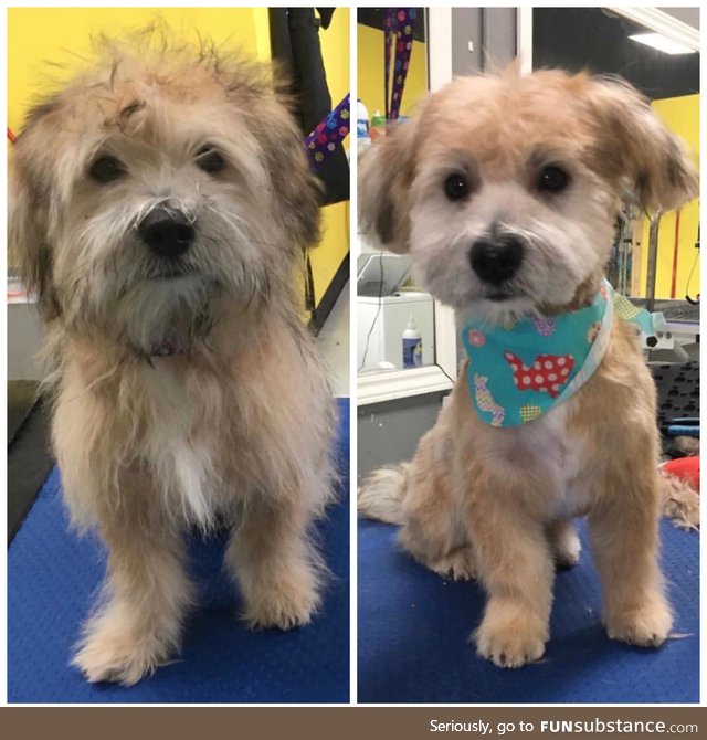 Before and after picture of my dogs first haircut