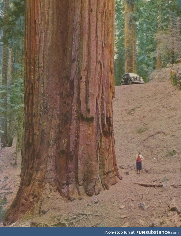 This is how big a redwood is