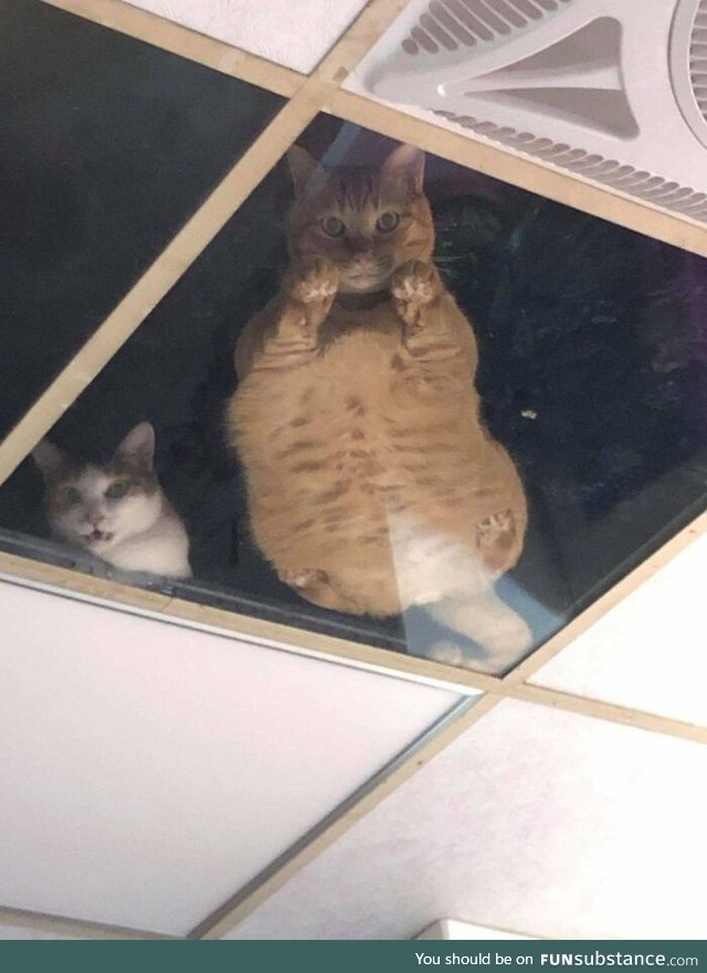 Shop Owner Installed A Glass Ceiling For His Cats And Now They Won’t Stop Staring At Him
