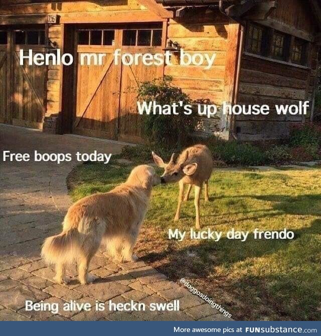 Forest boy meets house wolf