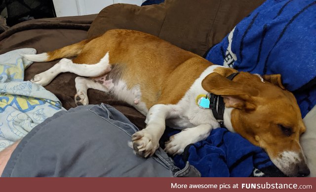 My dad's dog has taken over my bed