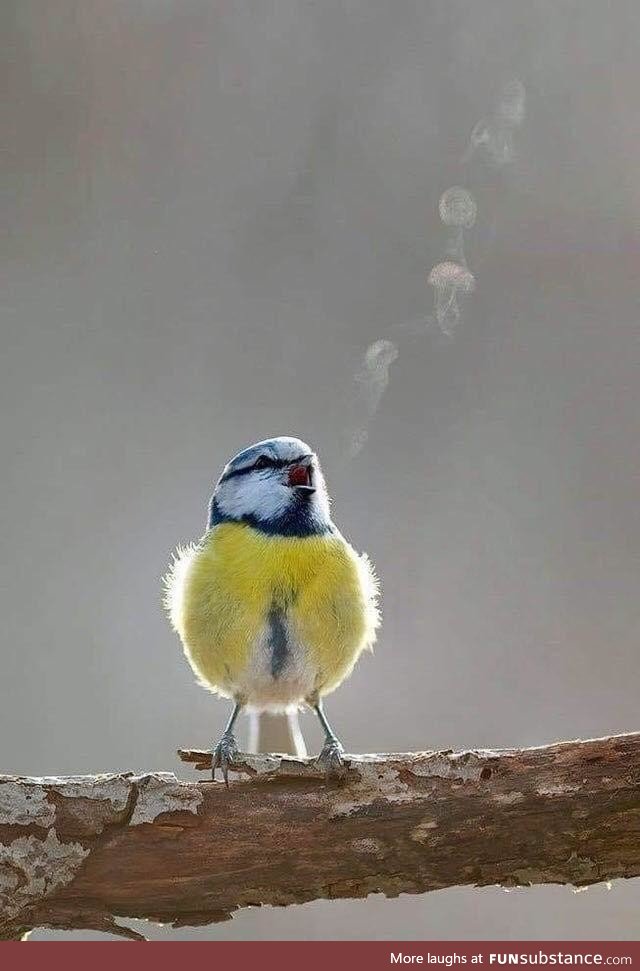 Songbird blowing rings