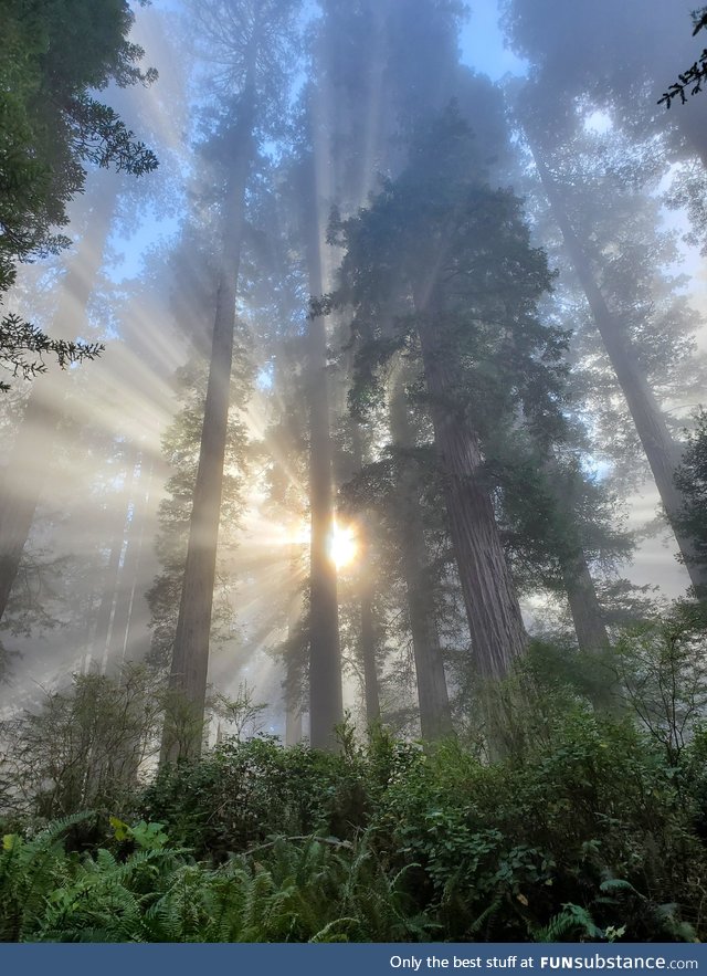Working in a redwood forest when I saw the sun shining through the fog, so I had to get