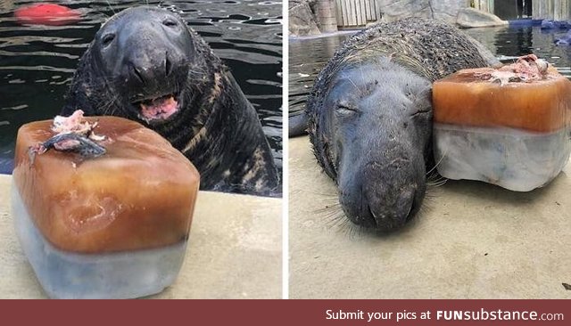 Seal surprised with a giant iced fish cake on his 31st birthday!
