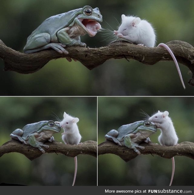 The frog and mouse became friend