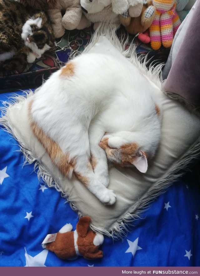 I decided to take a photo of my friends cat asleep in his nephews room and it actually