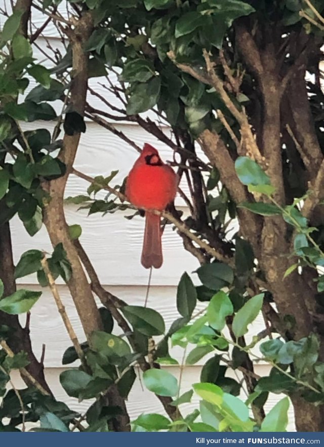 This Cardinal is THICCCC!!!! 