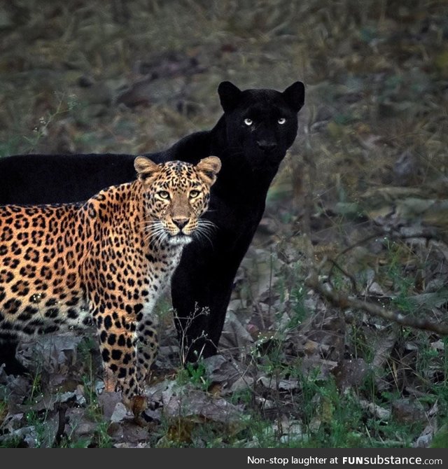 Cleopatra (Female leopard) and Saaya(Black panther)
