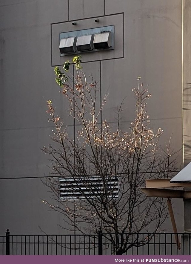 The way these exhaust vents are keeping the leaves alive in close to zero degrees weather