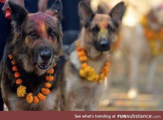A Nepali festival to thank dogs for their friendship and loyalty