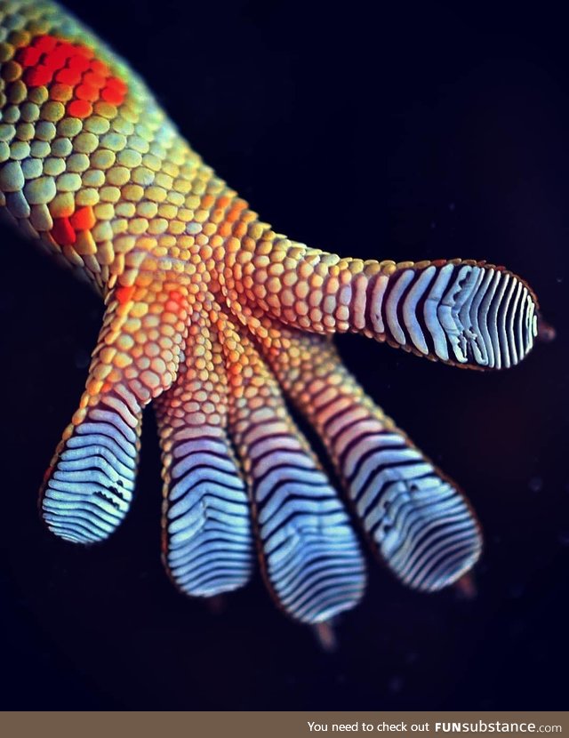 Geckos hand