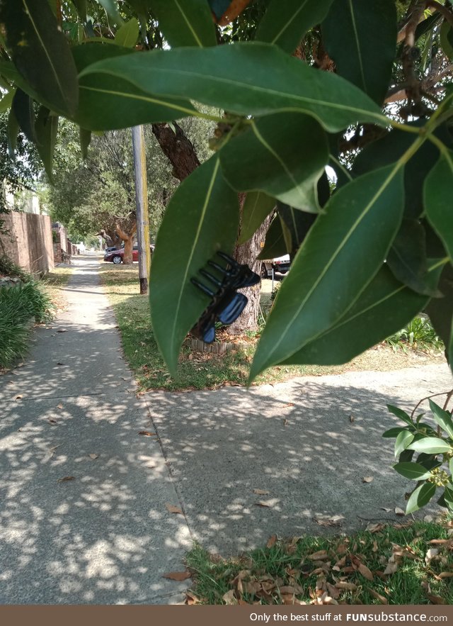 Saw this weird bug on my way to home. Australian wildlife I guess