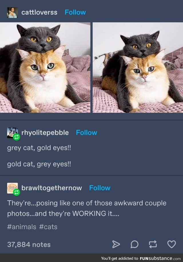 Gold cat, grey cat