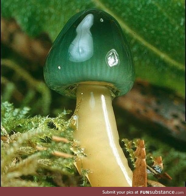 Don't know the name of this green mushroom