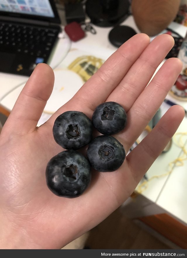 Jus ate some of the biggest ass blueberries of my life