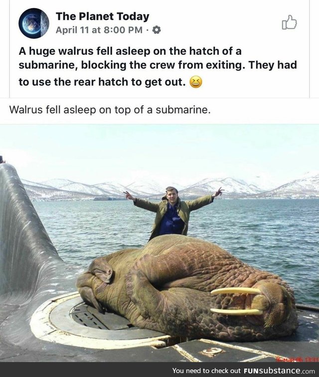 You aren't leaving the yellow submarine when a Walrus falls asleep on top of it