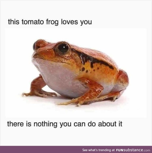 Froggo fren