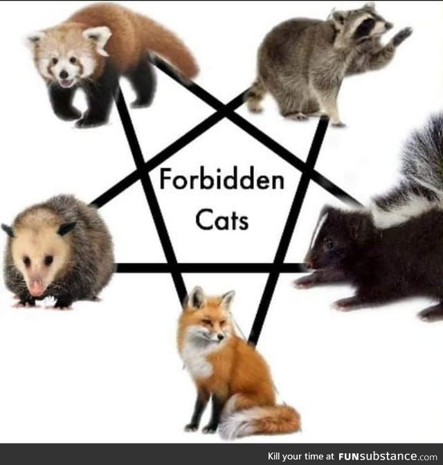 The Forbidden cats