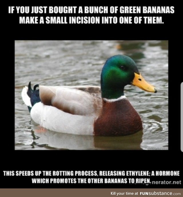 Mr. Duck dropping knowledge