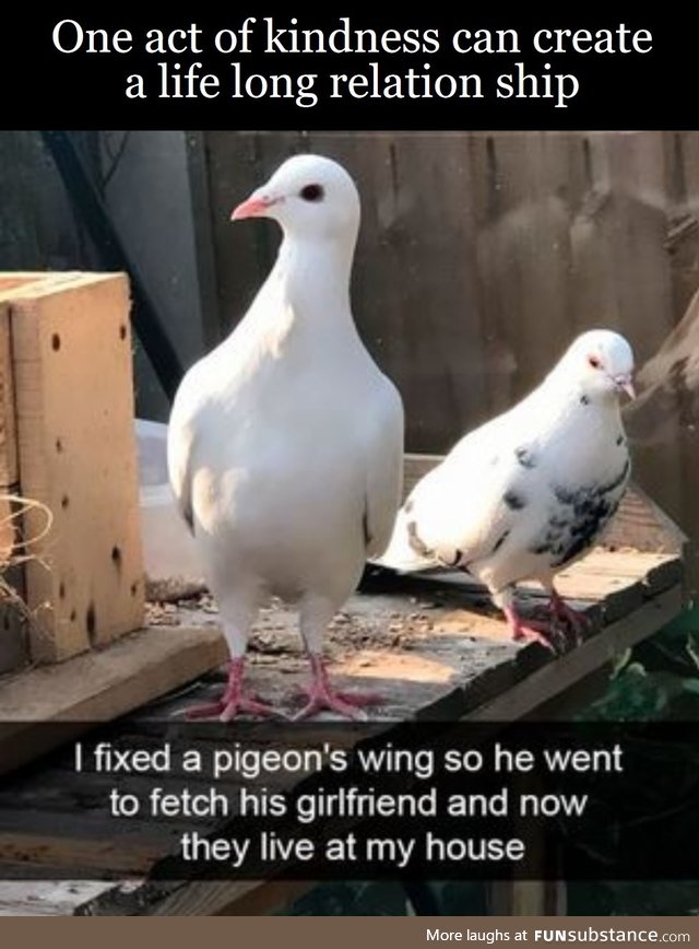 Fix a birb a day and they never go away
