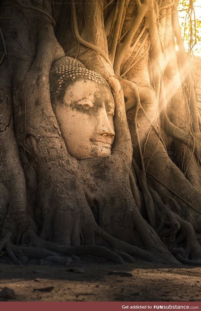 This giant stone Buddha engulfed by trees, Thailand