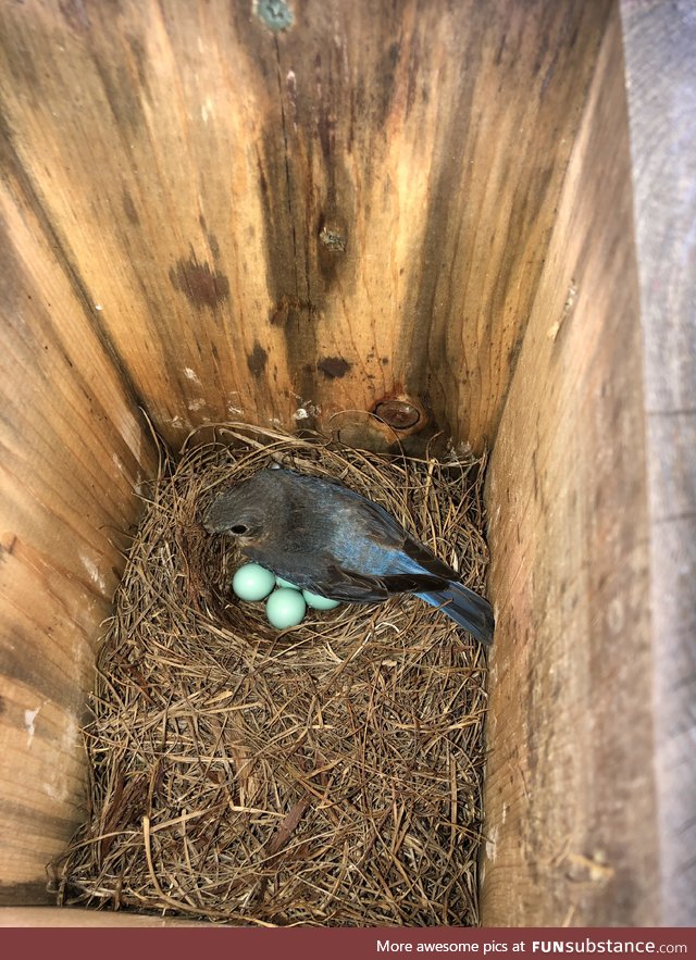Bluebird sitting on her eggs in my backyard