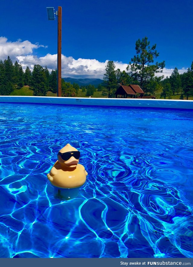 Nothing special but I liked this picture my friend took of a floating duck
