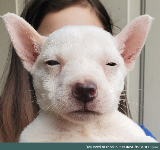 Foster puppy has mastered resting b*tch face