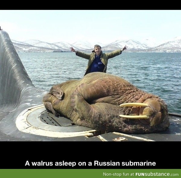 Sleeping walrus