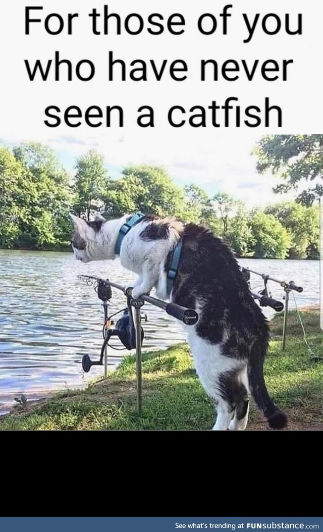 Have you ever seen a catfish?