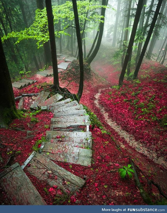 Forest walkway in Canton of Zürich