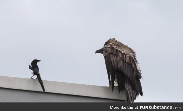 A vulture escaped from a zoo in the Netherlands and it was harassing some magpies in