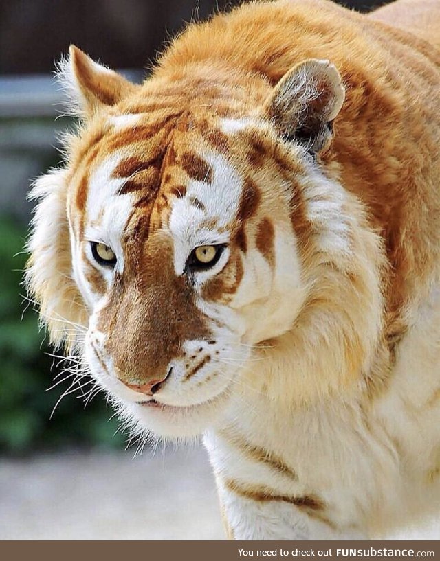 Majestic Golden Tiger (rare and endangered - fewer than 30 left on earth)