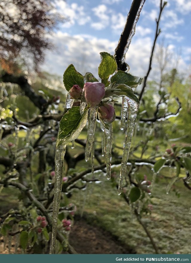 My apple tree were frozen this morning